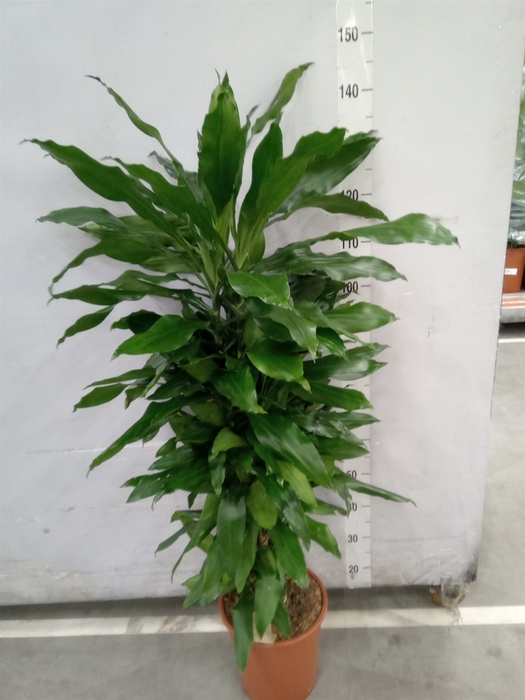 <h4>Dracaena fr de 'Janet Lind'</h4>