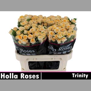R TR TRINITY