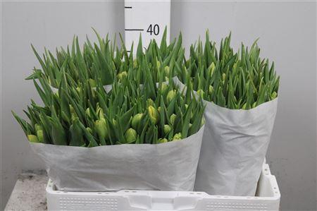 <h4>Tu Du Double Trouble</h4>