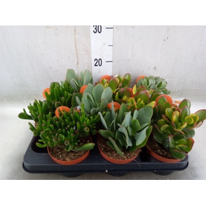 Crassula   ...mix