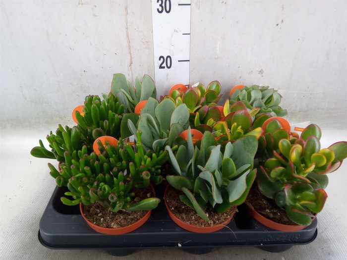 <h4>Crassula   ...mix</h4>