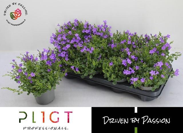 <h4>CAMP POR DARK TAKE</h4>