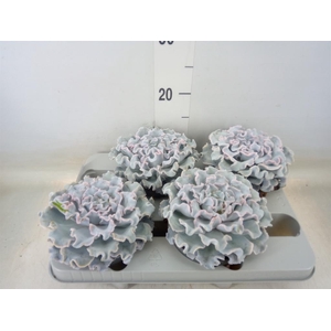 Echeveria   ...