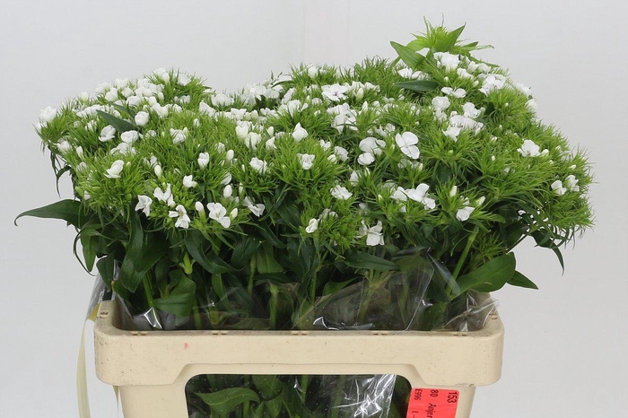 <h4>Dianthus Br White Duke</h4>