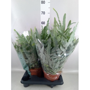Phlebodium aureum 'Blue Star'