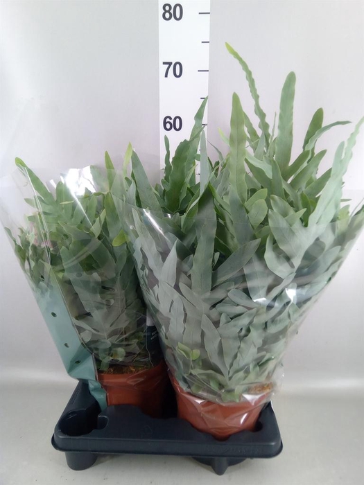 <h4>Phlebodium aureum 'Blue Star'</h4>