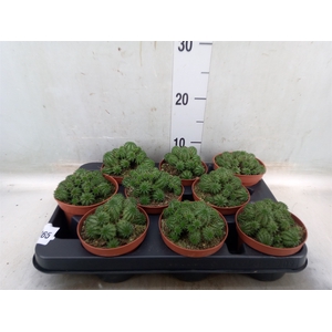 Euphorbia   ...