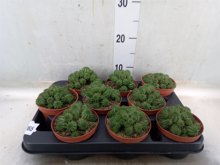 <h4>Euphorbia   ...</h4>