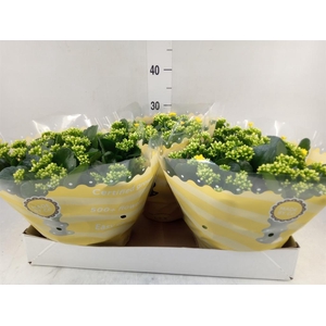 Kalanchoe blos. 'RosDon Amaril'