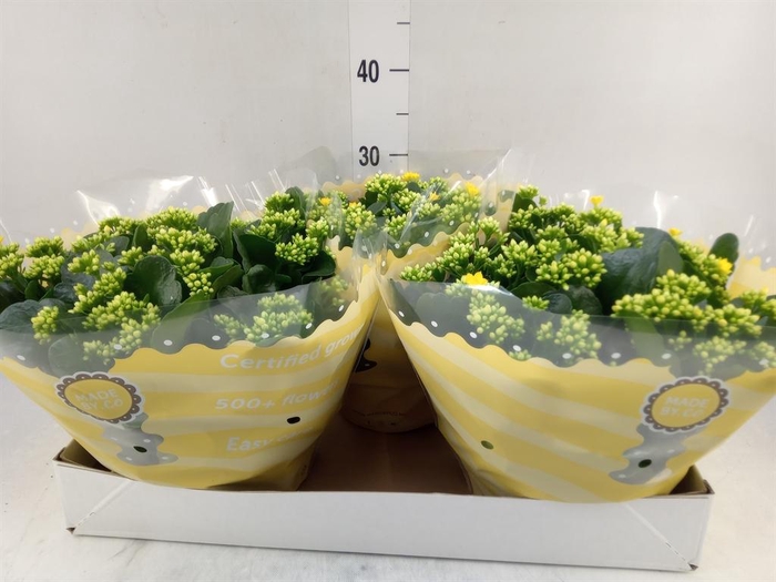 <h4>Kalanchoe blos. 'RosDon Amaril'</h4>