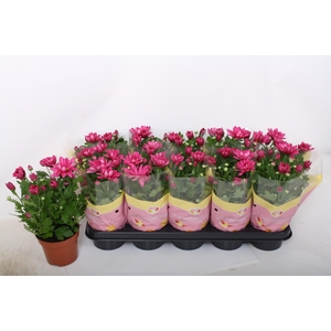 CHRYS JACKSON PURPLE