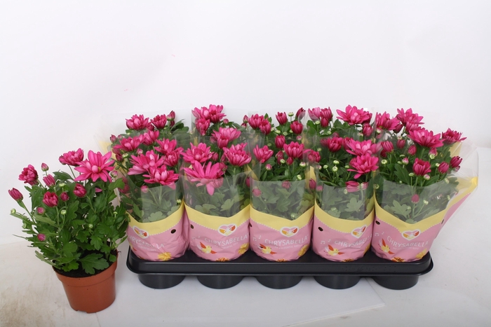 <h4>CHRYS JACKSON PURPLE</h4>