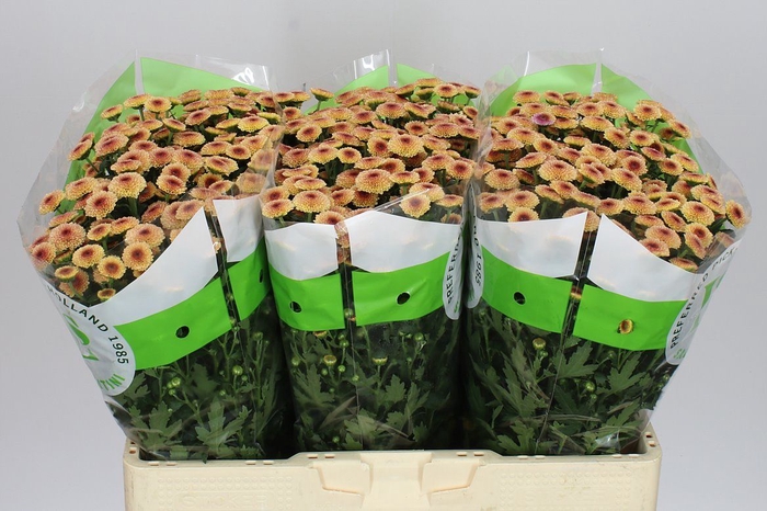 <h4>Sant Calimero Apricot</h4>