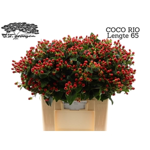HYP COCO RIO
