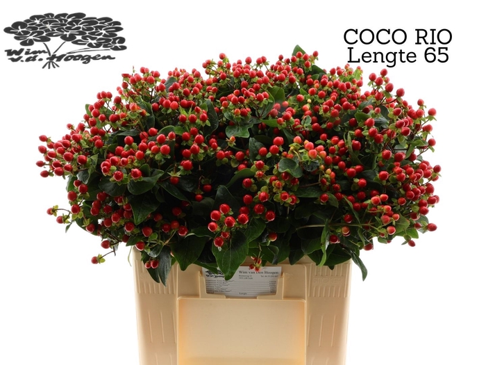 <h4>HYP COCO RIO</h4>