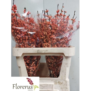 ILEX VERTICILLATA WINTER GOLD