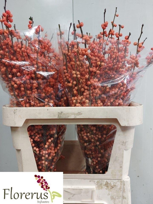 <h4>ILEX VERTICILLATA WINTER GOLD</h4>