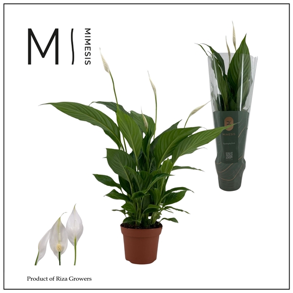 <h4>Spathiphyllum Strauss</h4>