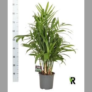 Chamaedorea seifrizii