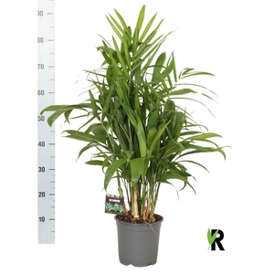 Chamaedorea seifrizii