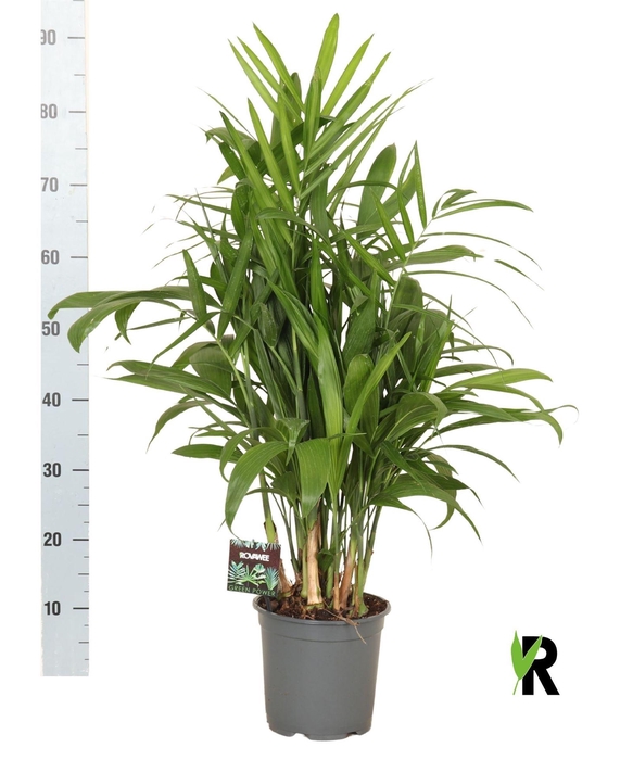 <h4>Chamaedorea seifrizii</h4>