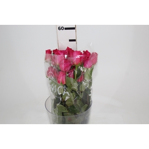 ROSA PINK FLOYD 050 CM PINK ESTUFA