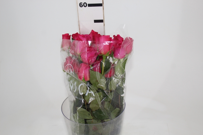 <h4>ROSA PINK FLOYD 050 CM PINK ESTUFA</h4>
