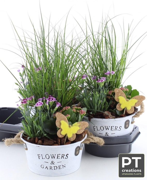 <h4>ARR TUINPLANTEN</h4>