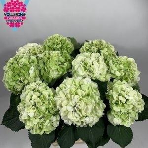 <h4>HYDR M SCHNEEBALL CL</h4>