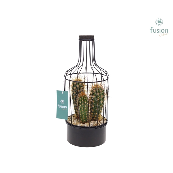 Fles metaal zwart Small met Cactussen