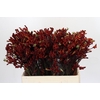 Kangaroo Paw Early Spring