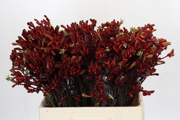 <h4>Anigozanthos Early Spring</h4>