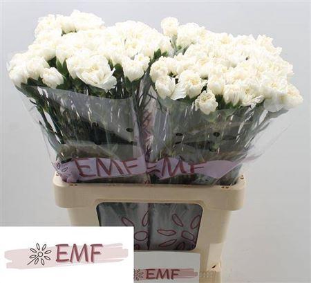 <h4>Di St Everest</h4>