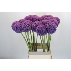 Allium Giganteum