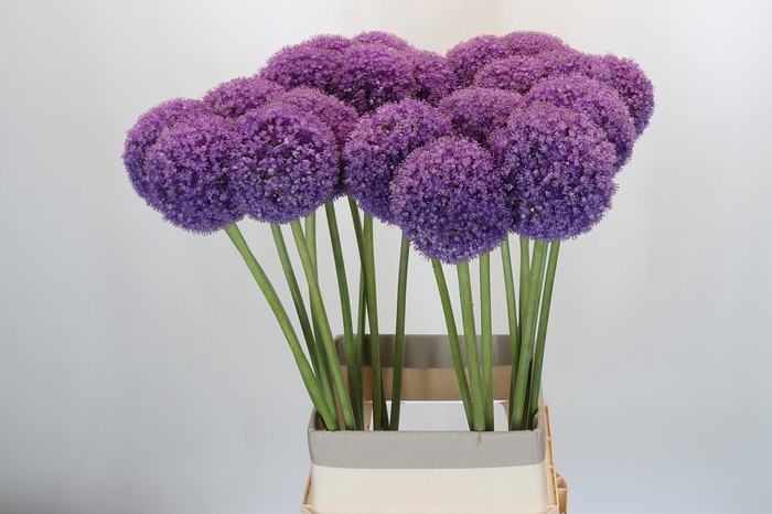 <h4>Allium Giganteum</h4>