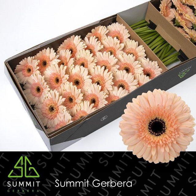 <h4>Gerbera Cafe del Mar Doos</h4>