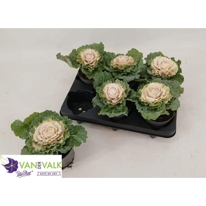 BRASSICA (SIERKOOL)