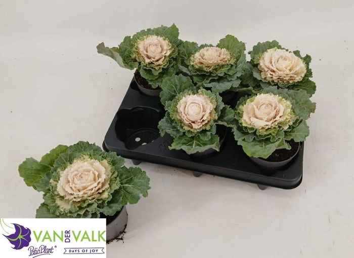 <h4>BRASSICA (SIERKOOL)</h4>