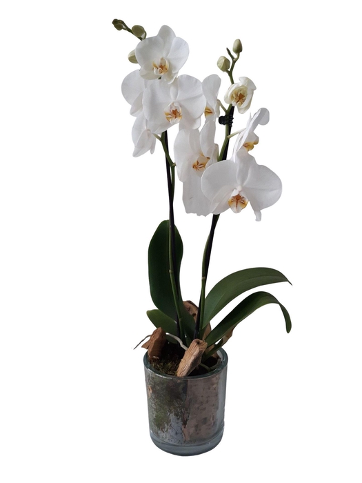 <h4>Arr.  Phalaenopsis MT 18+   L%</h4>