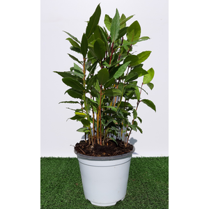 Laurus nobilis