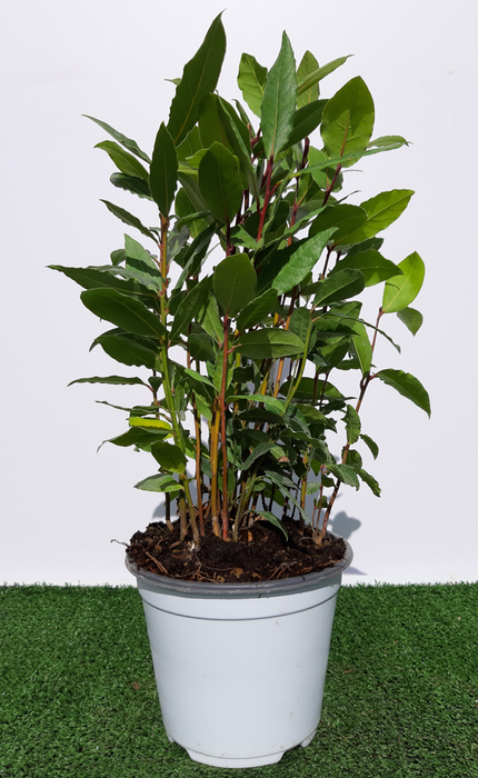 <h4>Laurus nobilis</h4>