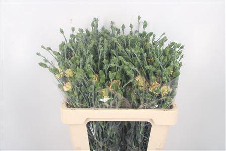 <h4>Di Symply Firefly</h4>