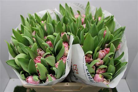 <h4>Tu Du Endless Love</h4>