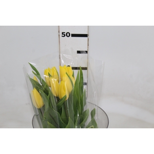 TULIPA AMARELO