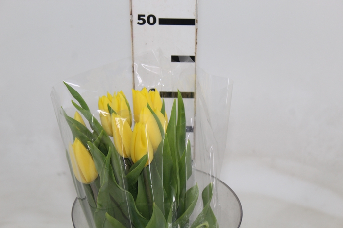 <h4>TULIPA AMARELO</h4>