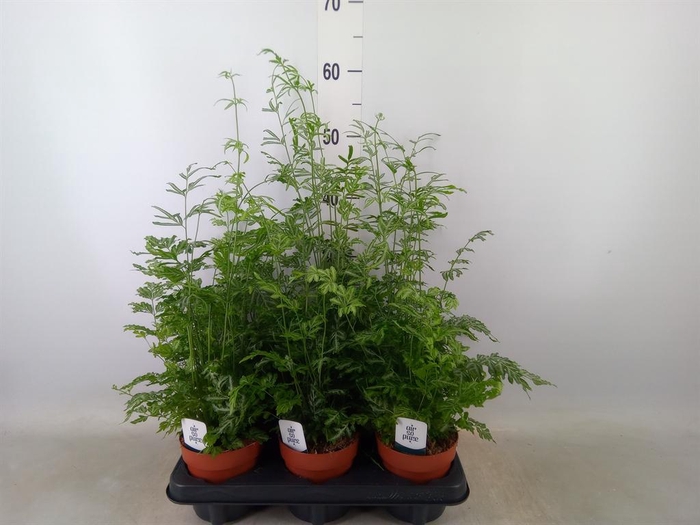 <h4>Pteris ensiformis 'Evergemiensis'</h4>