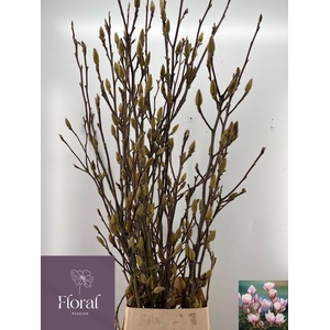 MAGNOLIA GRANDIFLORA