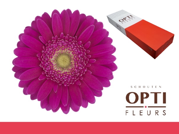 <h4>GE MI AIRPLAY-Doos</h4>