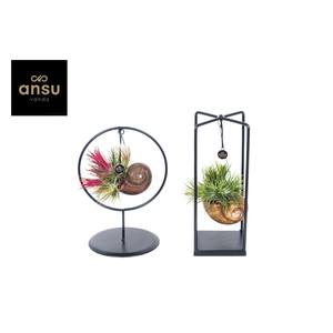 Tillandsia Shelly Cube/Ring mix (Small) IN EURODOOS