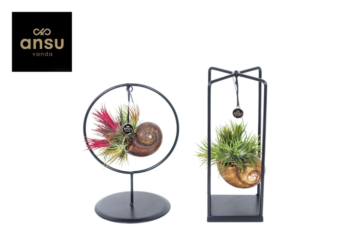 <h4>Tillandsia Shelly Cube/Ring mix (Small)</h4>